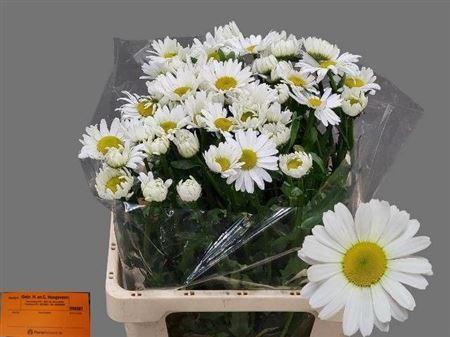 <h4>Leuc Vulg Rheinblick</h4>