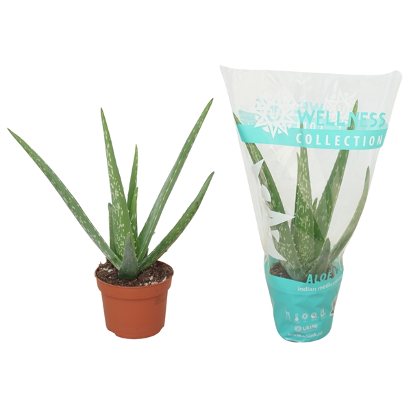 <h4>Aloë vera 10,5 cm in hoes</h4>