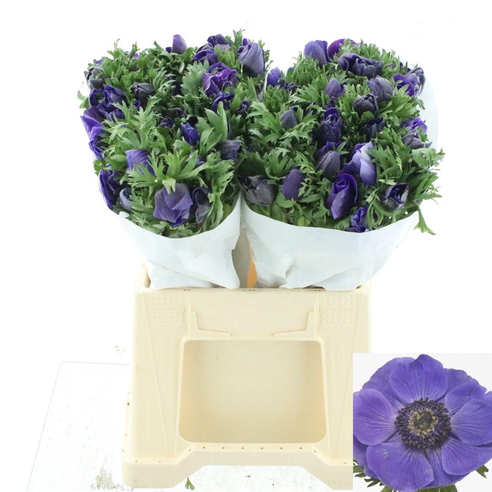 <h4>ANEM CO MIS + D BLUE</h4>