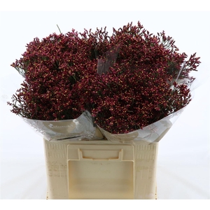 Limonium Sinense Scarlet Diamond
