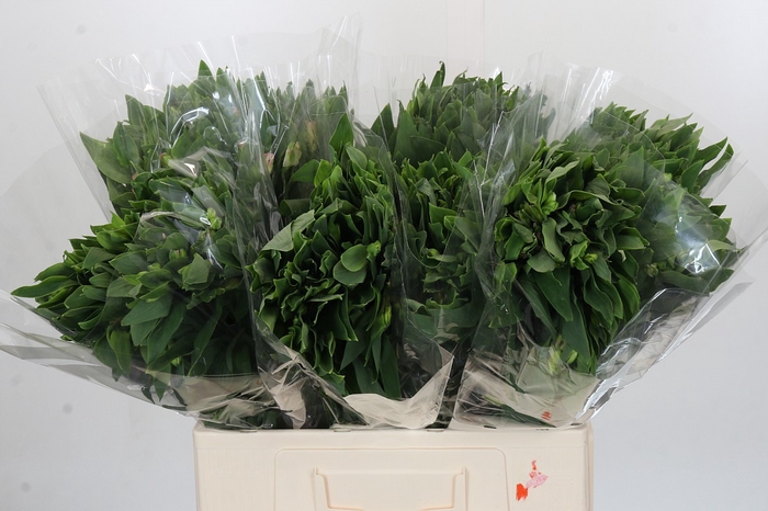 <h4>Alstroemeria Florinca Charmelia Pink</h4>