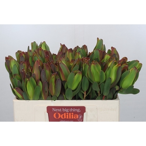 Leucadendron Laurel Yellow