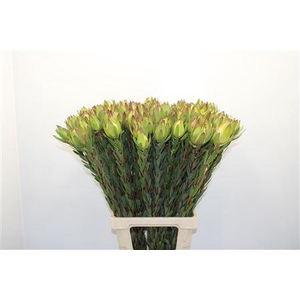 Leucad Mountain Rose