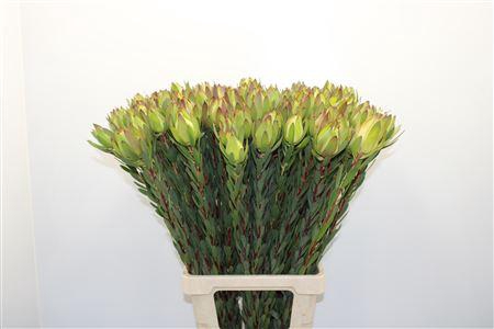 <h4>Leucad Mountain Rose</h4>