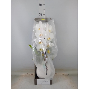 Phalaenopsis   ...white
