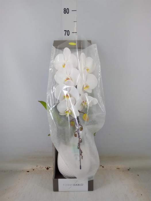 <h4>Phalaenopsis   ...white</h4>