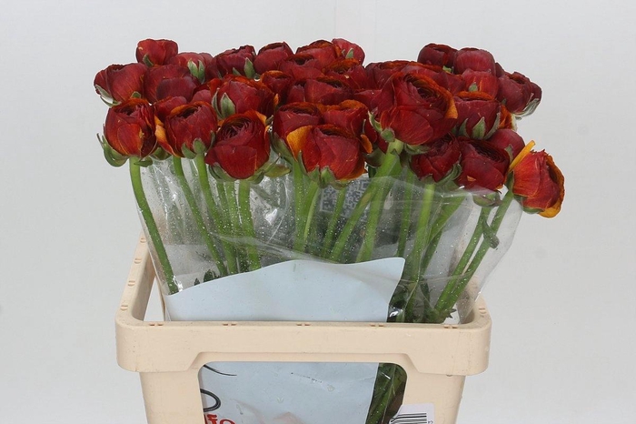 <h4>RANUNCULUS OV</h4>