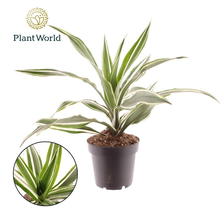 <h4>Dracaena Fragrans Warneckei</h4>