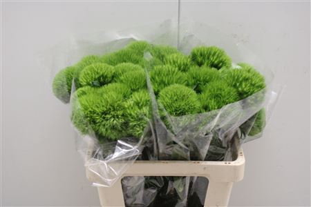 <h4>Dianthus Ba Gr Green Queen</h4>