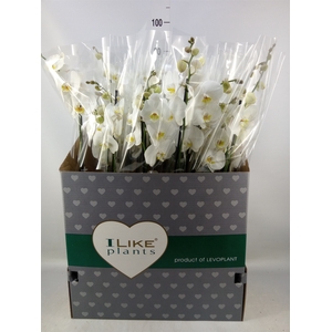 Phalaenopsis   ...white