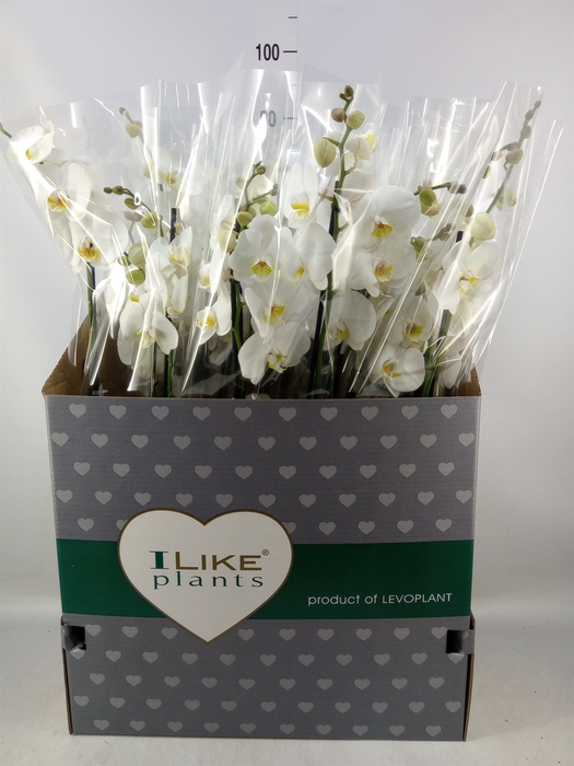 <h4>Phalaenopsis   ...white</h4>