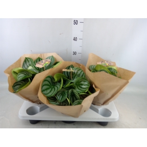 Peperomia argyreia