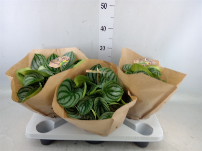 <h4>Peperomia argyreia</h4>