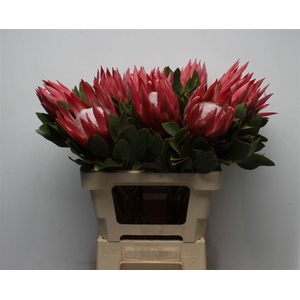 PROTEA CY MADIBA
