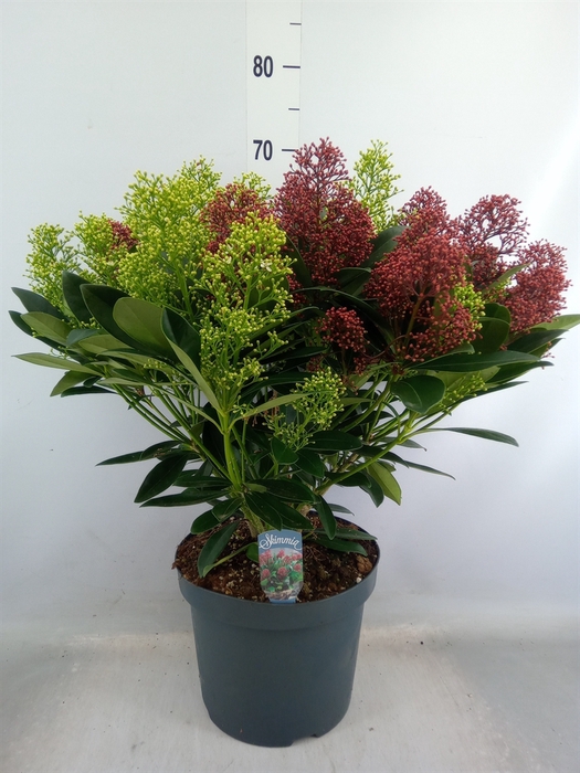 <h4>Skimmia jap.</h4>