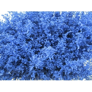 Solidago Blauw