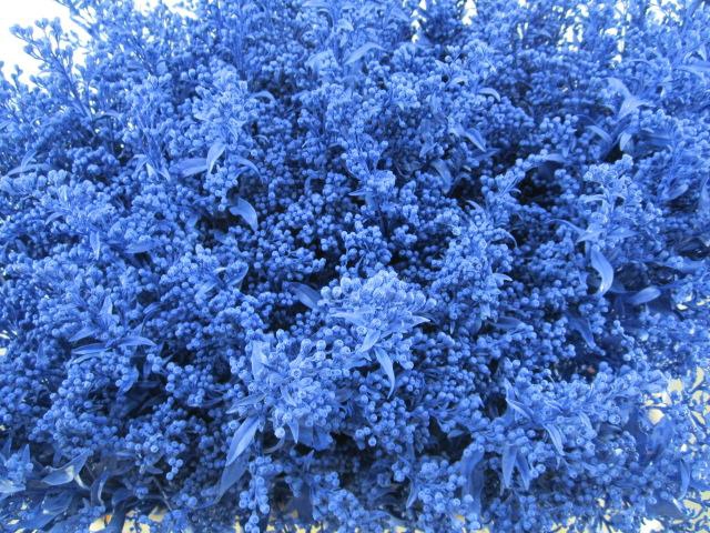 <h4>Solidago Blauw</h4>