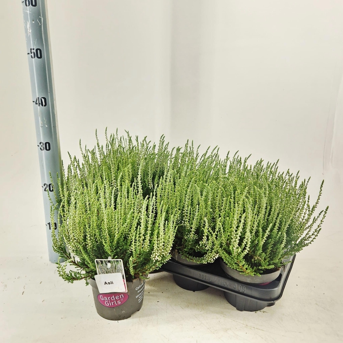 <h4>Calluna vulg. 'Asli' (gg) PBR</h4>