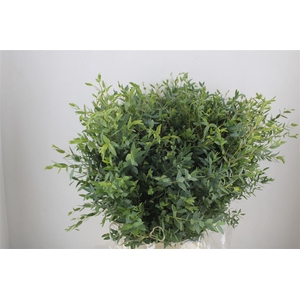 Euca Parvifolia 400gr P Bunch