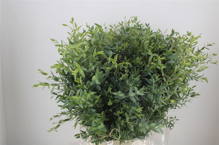 <h4>Euca Parvifolia 400gr P Bunch</h4>