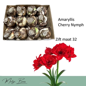 HIPP DG CHERRY NYMPH