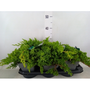 Juniperus procumbens 'Nana'