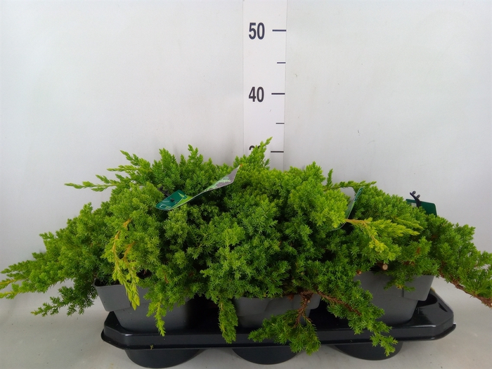 <h4>Juniperus procumbens 'Nana'</h4>