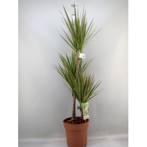 Dracaena marg. 'Bicolor'