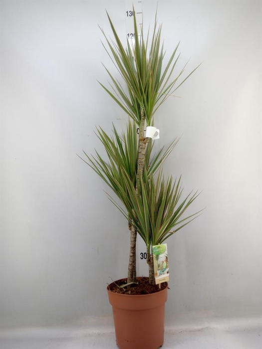 <h4>Dracaena marg. 'Bicolor'</h4>
