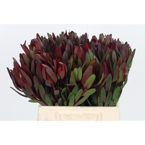 Leucadendron Safari Sunset