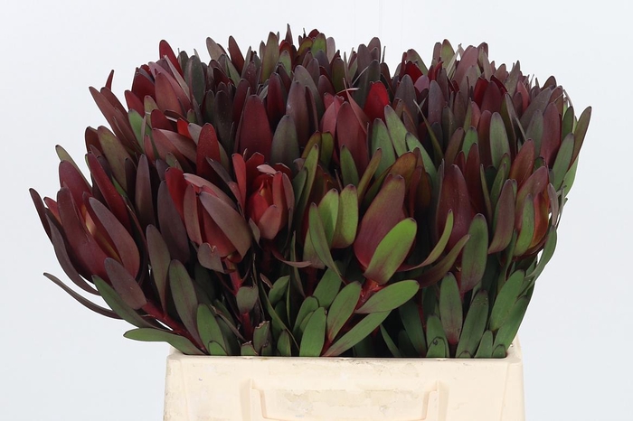 <h4>Leucadendron Safari Sunset</h4>