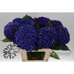 Hydrangea royal king