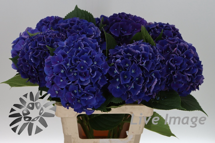 <h4>Hydrangea royal king</h4>