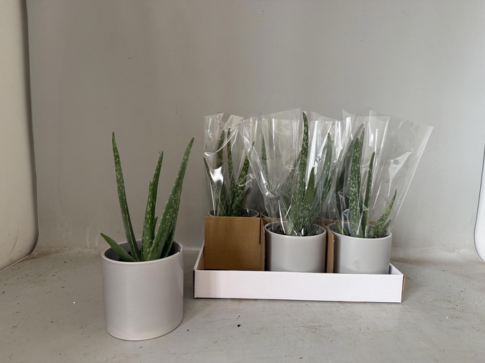 <h4>ALOE VERA</h4>