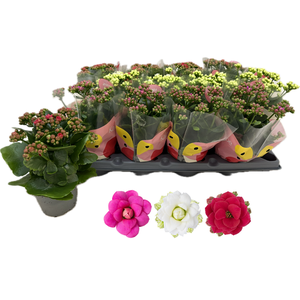 KALAN CALAN QUEEN MIX