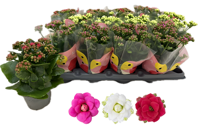 <h4>KALAN CALAN QUEEN MIX</h4>