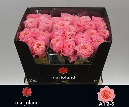 <h4>R GR MAYFIELD!</h4>