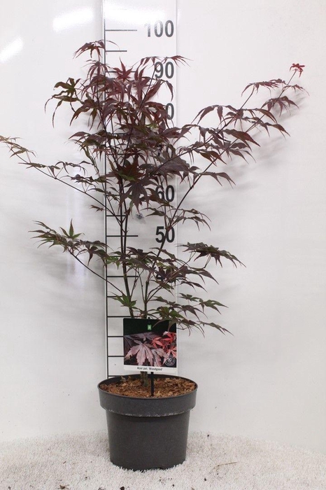 <h4>Acer palmatum 'Bloodgood' P23 potgekweekt</h4>