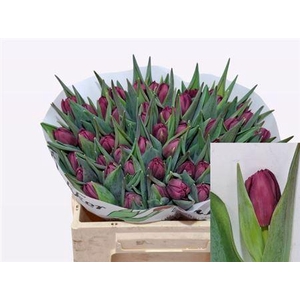 Tu Du Alison Bradley