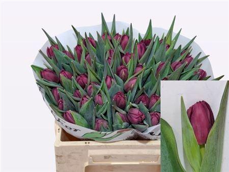 <h4>Tu Du Alison Bradley</h4>