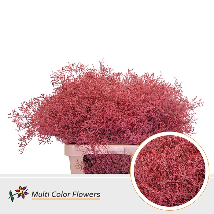 <h4>Limonium Beltlaard Koraal</h4>