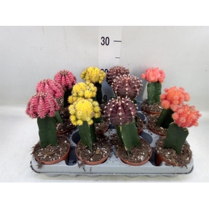 Gymnocalycium mihanov. 'Brasil'