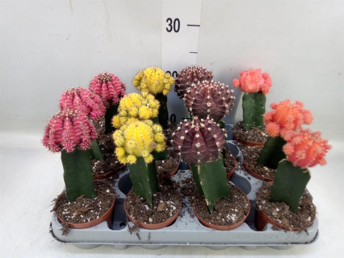 <h4>Gymnocalycium mihanov. 'Brasil'</h4>