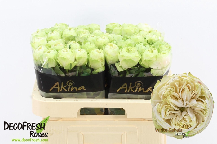 <h4>R Gr White Kahala</h4>