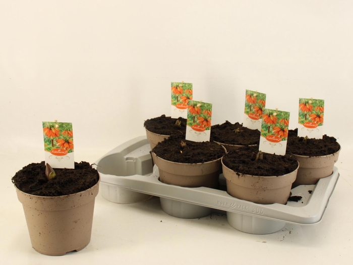 <h4>FRIT IMP AURORA</h4>