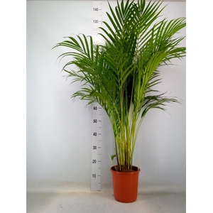 Dypsis lutescens   ...Chrysalidoca