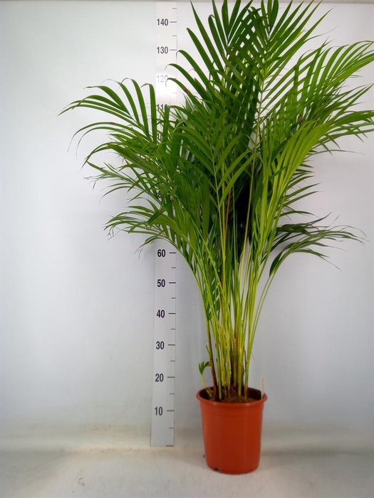 <h4>Dypsis lutescens   ...Chrysalidoca</h4>