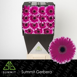 Gerbera Nuance Diamond