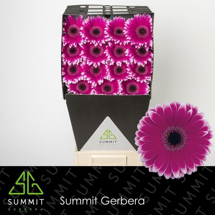 <h4>Gerbera Nuance</h4>