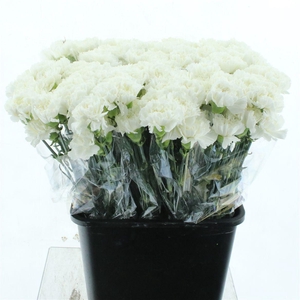 Di St Holly White X 160